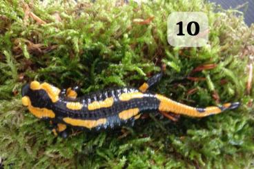 newts and salamanders kaufen und verkaufen Photo: Feuersalamander ENZ 1.0 und 0.1 newts and salamanders kaufen und verkaufen Photo: Feuersalamander ENZ 1.0 und 0.1