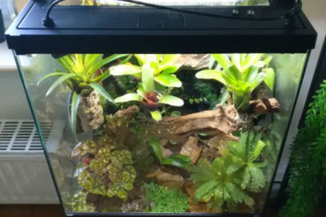 Pfeilgiftfrösche kaufen und verkaufen Foto: exo terra dendrobaten terrarium Pfeilgiftfrösche kaufen und verkaufen Foto: exo terra dendrobaten terrarium