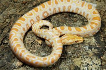 Pythons kaufen und verkaufen Foto: 1,0 Zwerg-Tigerpython 75 % progschai Albino Pythons kaufen und verkaufen Foto: 1,0 Zwerg-Tigerpython 75 % progschai Albino