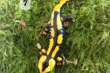 salamanders kaufen und verkaufen Photo: Feuersalamander 1.0 & 0.1 salamanders kaufen und verkaufen Photo: Feuersalamander 1.0 & 0.1