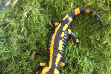 Salamander kaufen und verkaufen Photo: Feuersalamander Nachzuchten 