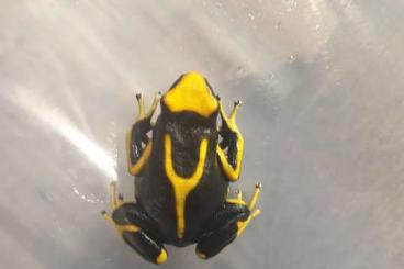 Pfeilgiftfrösche kaufen und verkaufen Foto: Dendrobates Tinctorius Lafumee