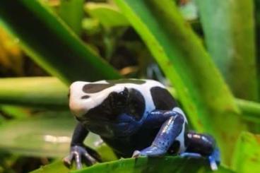 Frösche  kaufen und verkaufen Foto: Dendrobates tinctorius Oyapock