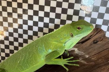 Lizards kaufen und verkaufen Photo: Diverse Nachzuchten zu verkaufen !! Lizards kaufen und verkaufen Photo: Diverse Nachzuchten zu verkaufen !!