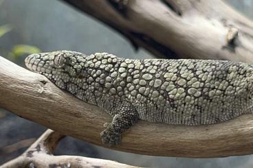 Lizards kaufen und verkaufen Photo: LAST CALL HOUTEN !!!Diverse Nachzuchten Lizards kaufen und verkaufen Photo: LAST CALL HOUTEN !!!Diverse Nachzuchten