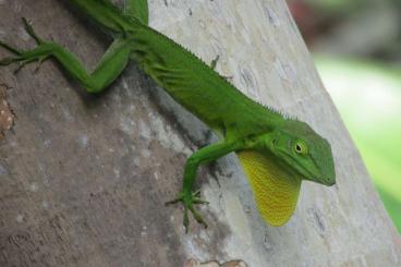 Lizards kaufen und verkaufen Photo: Anolis medium or large species