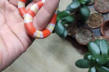 Schlangen kaufen und verkaufen Foto: Lampropeltis abnorma Milk snake