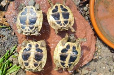 Tortoises kaufen und verkaufen Photo: Dalmatinische Landschildkröte NZ 7.24