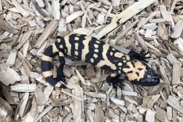 other lizards kaufen und verkaufen Photo: Heloderma suspectum juveniles