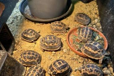 Landschildkröten kaufen und verkaufen Foto: Pyxis / kleinmanni / Malochuchrus for sale Landschildkröten kaufen und verkaufen Foto: Pyxis / kleinmanni / Malochuchrus for sale