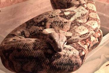 Boas kaufen und verkaufen Photo: Hog Island Boa in gute Hände abzugeben 