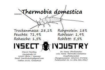 Futtertiere kaufen und verkaufen Foto: Ofenfischchen - Thermobia domestica - Firebrats