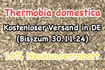 Futtertiere kaufen und verkaufen Foto: Ofenfischchen - Thermobia domestica - Firebrats Futtertiere kaufen und verkaufen Foto: Ofenfischchen - Thermobia domestica - Firebrats
