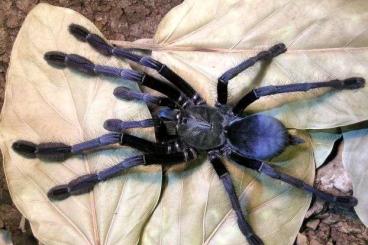 - bird spiders kaufen und verkaufen Photo: Suche Omothymus violaceopes (Ex Lamropelma) für Abholung oder Versand