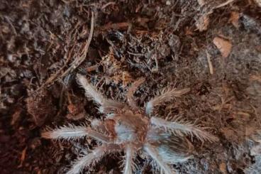 Spinnen und Skorpione kaufen und verkaufen Foto: Vitalius chromatus, früher Nhandu chromatus Spinnen und Skorpione kaufen und verkaufen Foto: Vitalius chromatus, früher Nhandu chromatus