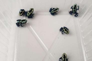 Frösche  kaufen und verkaufen Foto: Dendrobates tinctorius Oyapock 