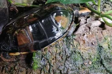 Sumpfschildkröten kaufen und verkaufen Foto: 1,0 Platemys platycephala