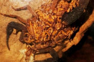 Spinnen und Skorpione kaufen und verkaufen Foto: Babycurus gigas l2 zu verkaufen Spinnen und Skorpione kaufen und verkaufen Foto: Babycurus gigas l2 zu verkaufen