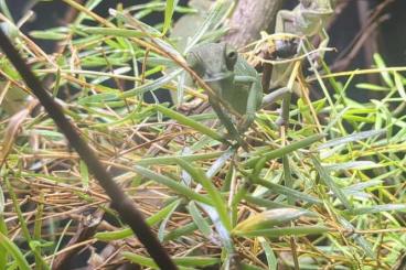 Lizards kaufen und verkaufen Photo: Chamaeleo c. calcarifer NZ25 Lizards kaufen und verkaufen Photo: Chamaeleo c. calcarifer NZ25