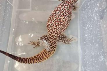 Monitor lizards kaufen und verkaufen Photo: 1.0 varanus acanthurus Red Ackie Rare Earth 2019