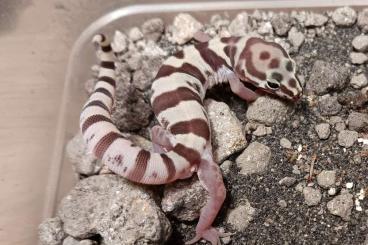 Geckos kaufen und verkaufen Foto: 1.0 Coleonyx variegatus NZ23 