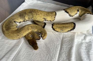 Ball Pythons kaufen und verkaufen Photo: Königspython zu verkaufen Ball Pythons kaufen und verkaufen Photo: Königspython zu verkaufen