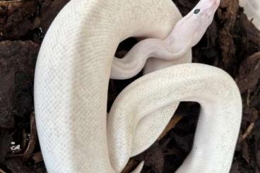 Pythons kaufen und verkaufen Foto: Königspython zu verkaufen Pythons kaufen und verkaufen Foto: Königspython zu verkaufen