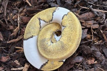 Königspythons kaufen und verkaufen Foto: Königspython zu verkaufen 