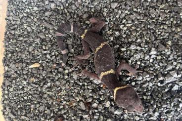 Geckos kaufen und verkaufen Foto: Goniusaurus heinanensis 1.1 Nz 23 Geckos kaufen und verkaufen Foto: Goniusaurus heinanensis 1.1 Nz 23