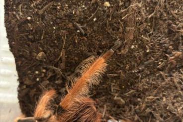 - bird spiders kaufen und verkaufen Photo: 1.1 Megaphobema robustum - bird spiders kaufen und verkaufen Photo: 1.1 Megaphobema robustum