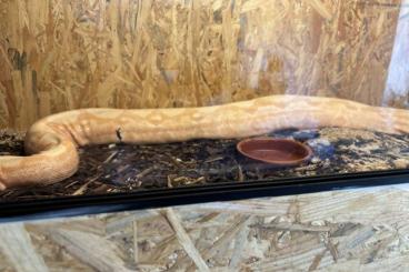Boas kaufen und verkaufen Photo: 0.1 Boa c.i Sunglow poss het Blackpahter Nz 18 Boas kaufen und verkaufen Photo: 0.1 Boa c.i Sunglow poss het Blackpahter Nz 18