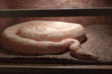 Boas kaufen und verkaufen Photo: 0.1 Boa c.i Sunglow poss het Blackpahter Nz 18 Boas kaufen und verkaufen Photo: 0.1 Boa c.i Sunglow poss het Blackpahter Nz 18