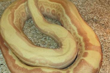 Boas kaufen und verkaufen Photo: 1.1 Boa c.i Sunglow poss het Blackpahter Nz 18 Boas kaufen und verkaufen Photo: 1.1 Boa c.i Sunglow poss het Blackpahter Nz 18