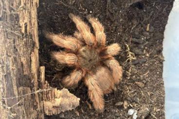 - bird spiders kaufen und verkaufen Photo: Vogelspinnen - bird spiders kaufen und verkaufen Photo: Vogelspinnen