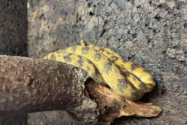 Boas kaufen und verkaufen Photo: 1.1 Corallus hortulanus Nz 22 Boas kaufen und verkaufen Photo: 1.1 Corallus hortulanus Nz 22
