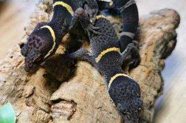 Geckos kaufen und verkaufen Photo: Goniusaurus heinanensis 1.1 Nz 23 Geckos kaufen und verkaufen Photo: Goniusaurus heinanensis 1.1 Nz 23