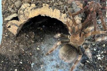 - bird spiders kaufen und verkaufen Photo: Vogelspinnen - bird spiders kaufen und verkaufen Photo: Vogelspinnen
