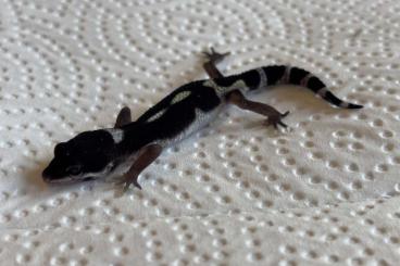 Geckos kaufen und verkaufen Photo: 0.1Black Night ENZ 25. Geckos kaufen und verkaufen Photo: 0.1Black Night ENZ 25.