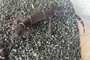 Geckos kaufen und verkaufen Foto: Goniusaurus heinanensis 1.1 Nz 23 Geckos kaufen und verkaufen Foto: Goniusaurus heinanensis 1.1 Nz 23
