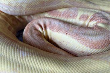 Boas kaufen und verkaufen Foto: 0.1 Boa c.i Sunglow poss het Blackpahter Nz 18 Kahl Linie 1.0 Sunglow 
