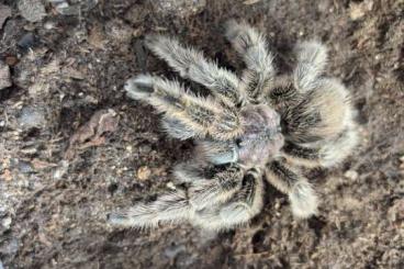 - bird spiders kaufen und verkaufen Photo: Vogelspinnen - bird spiders kaufen und verkaufen Photo: Vogelspinnen