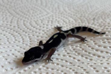 Geckos kaufen und verkaufen Photo: Black Night 0.1ENZ25Leopard Gecko Geckos kaufen und verkaufen Photo: Black Night 0.1ENZ25Leopard Gecko