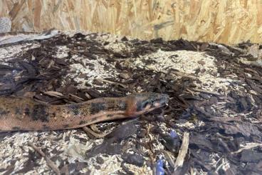 Boas kaufen und verkaufen Photo: 1.1 Hypo super Hypo Leopard 100%het Anery Boas kaufen und verkaufen Photo: 1.1 Hypo super Hypo Leopard 100%het Anery