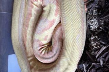 Boas kaufen und verkaufen Foto: 1.1 Boa c.i Sunglow poss het Blackpahter Nz 18 Boas kaufen und verkaufen Foto: 1.1 Boa c.i Sunglow poss het Blackpahter Nz 18