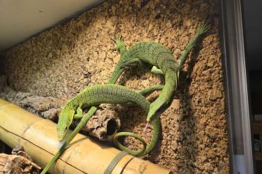 Monitor lizards kaufen und verkaufen Photo: Verkaufe 1,3 Varanus Prasinus Monitor lizards kaufen und verkaufen Photo: Verkaufe 1,3 Varanus Prasinus