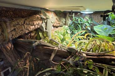 Warane kaufen und verkaufen Foto: Verkaufe 1,2 Varanus Kordensis Warane kaufen und verkaufen Foto: Verkaufe 1,2 Varanus Kordensis