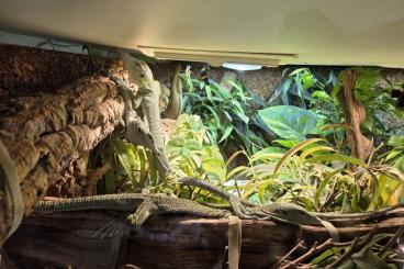 Monitor lizards kaufen und verkaufen Photo: Verkaufe 1,2 Varanus Prasinus und 1,2 Kordensis 