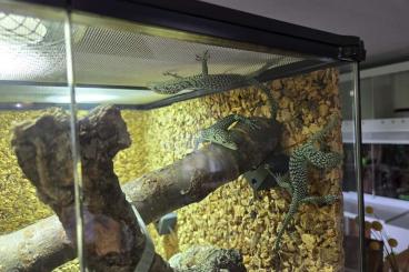Monitor lizards kaufen und verkaufen Photo: Verkaufe 0.0.3 Varanus Kordensis Monitor lizards kaufen und verkaufen Photo: Verkaufe 0.0.3 Varanus Kordensis