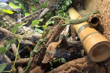 Warane kaufen und verkaufen Foto: Verkaufe 1,1 Varanus Prasinus Warane kaufen und verkaufen Foto: Verkaufe 1,1 Varanus Prasinus