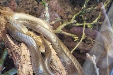 Nattern ungiftige  kaufen und verkaufen Foto: Äskulapnatter (Zamenis longissimus)